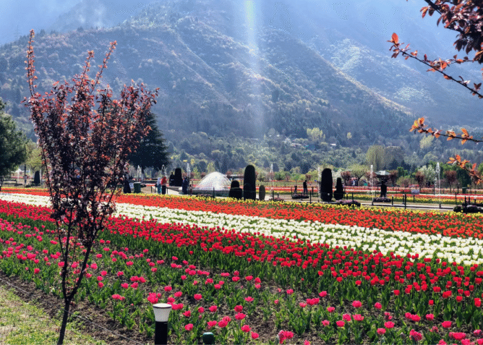 srinagar tulip garden